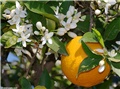 Agrumi